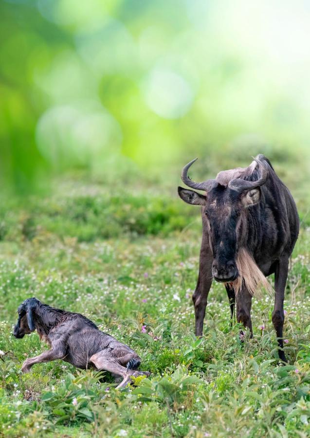 Africa Safari South Serengeti Ndutu Ngorongoro Sinoni Buitenkant foto