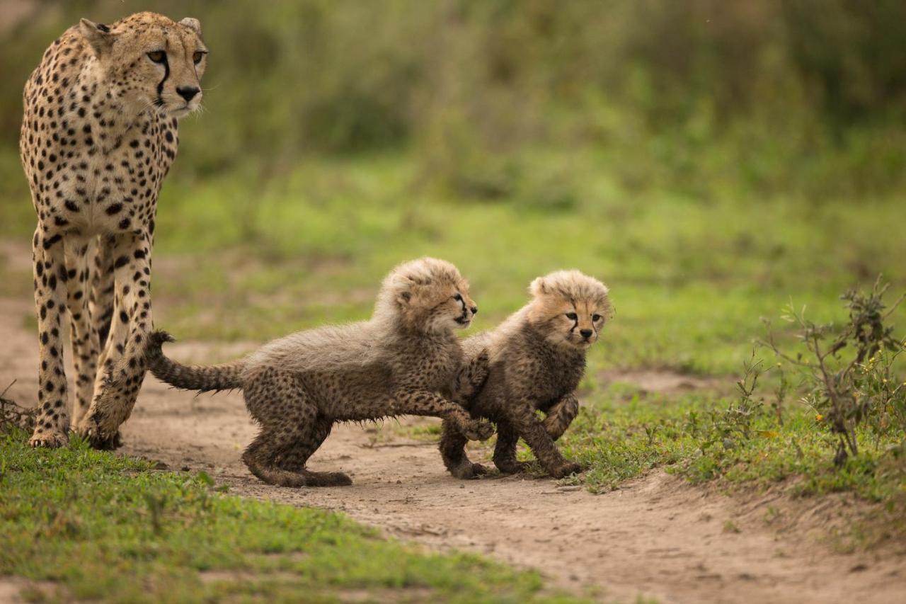 Africa Safari South Serengeti Ndutu Ngorongoro Sinoni Buitenkant foto