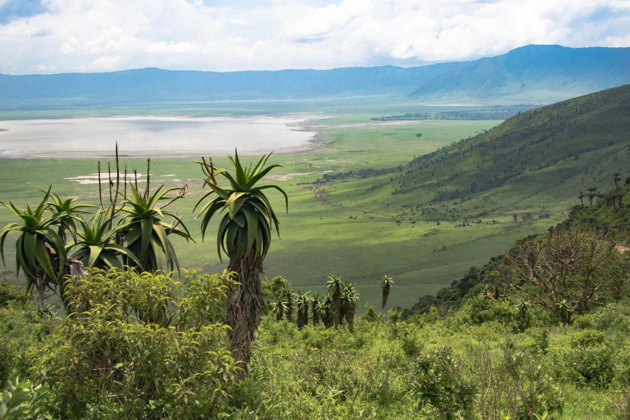 Africa Safari South Serengeti Ndutu Ngorongoro Sinoni Buitenkant foto