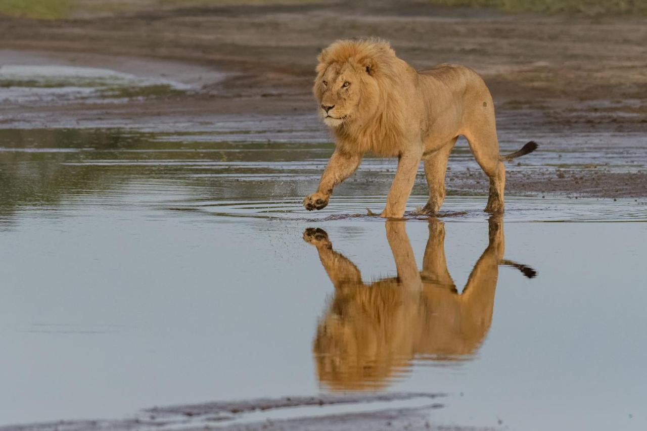 Africa Safari South Serengeti Ndutu Ngorongoro Sinoni Buitenkant foto