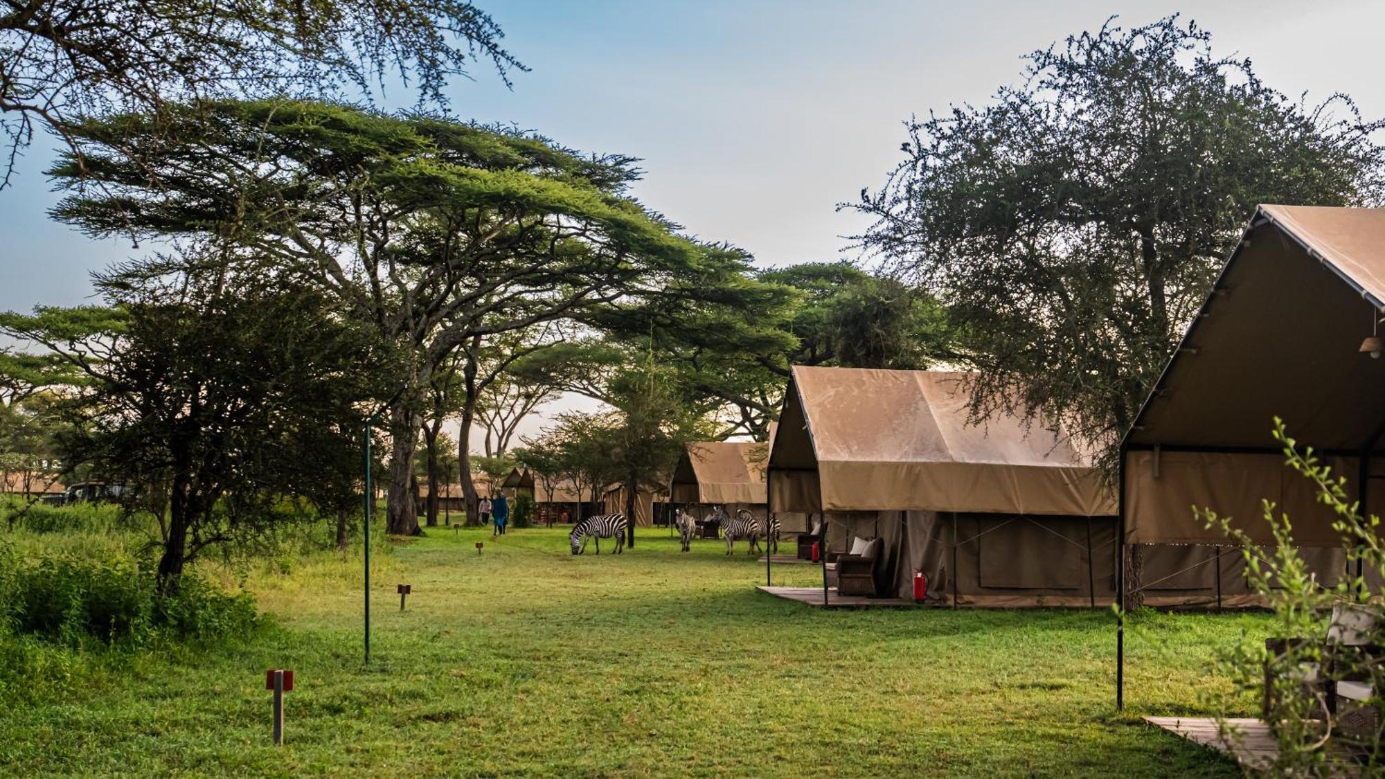 Africa Safari South Serengeti Ndutu Ngorongoro Sinoni Buitenkant foto